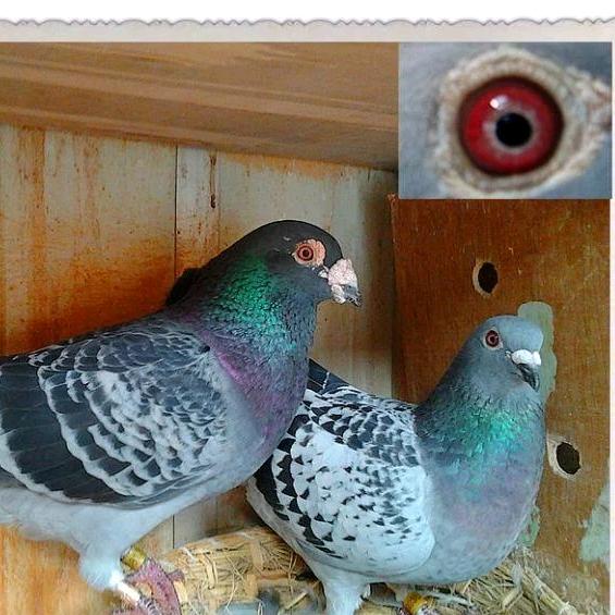 云飞鸽舍。。。。