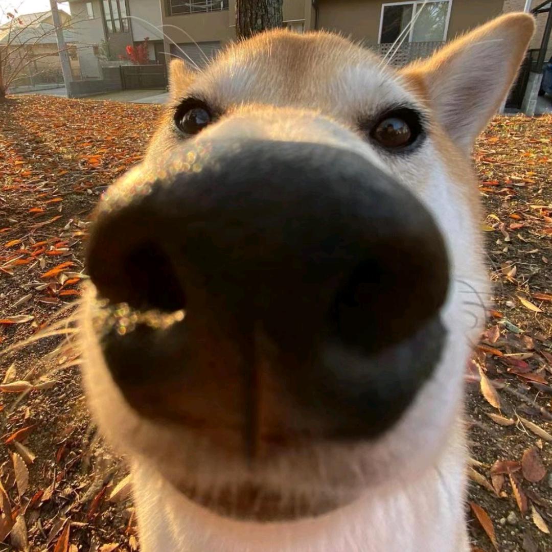 蛋蛋堡（CS2前职业选手）