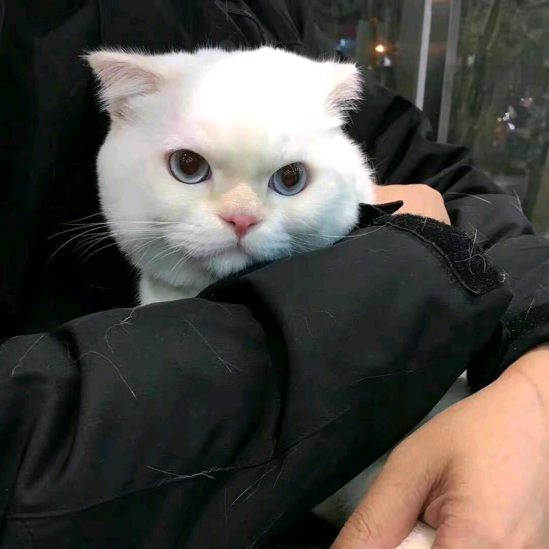嘉💤