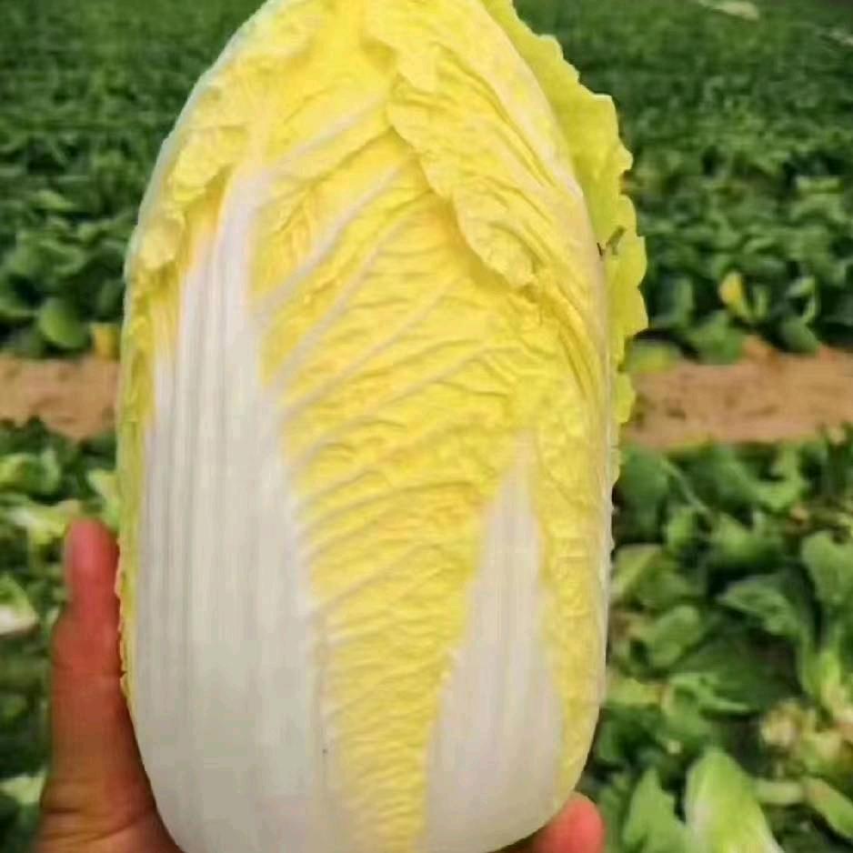 大康娃娃菜