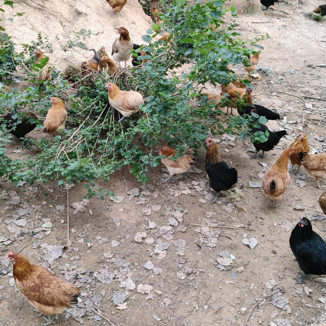 A麻城中一散养土鸡土鸡蛋