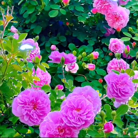 🌺春暖花开🌺🌸