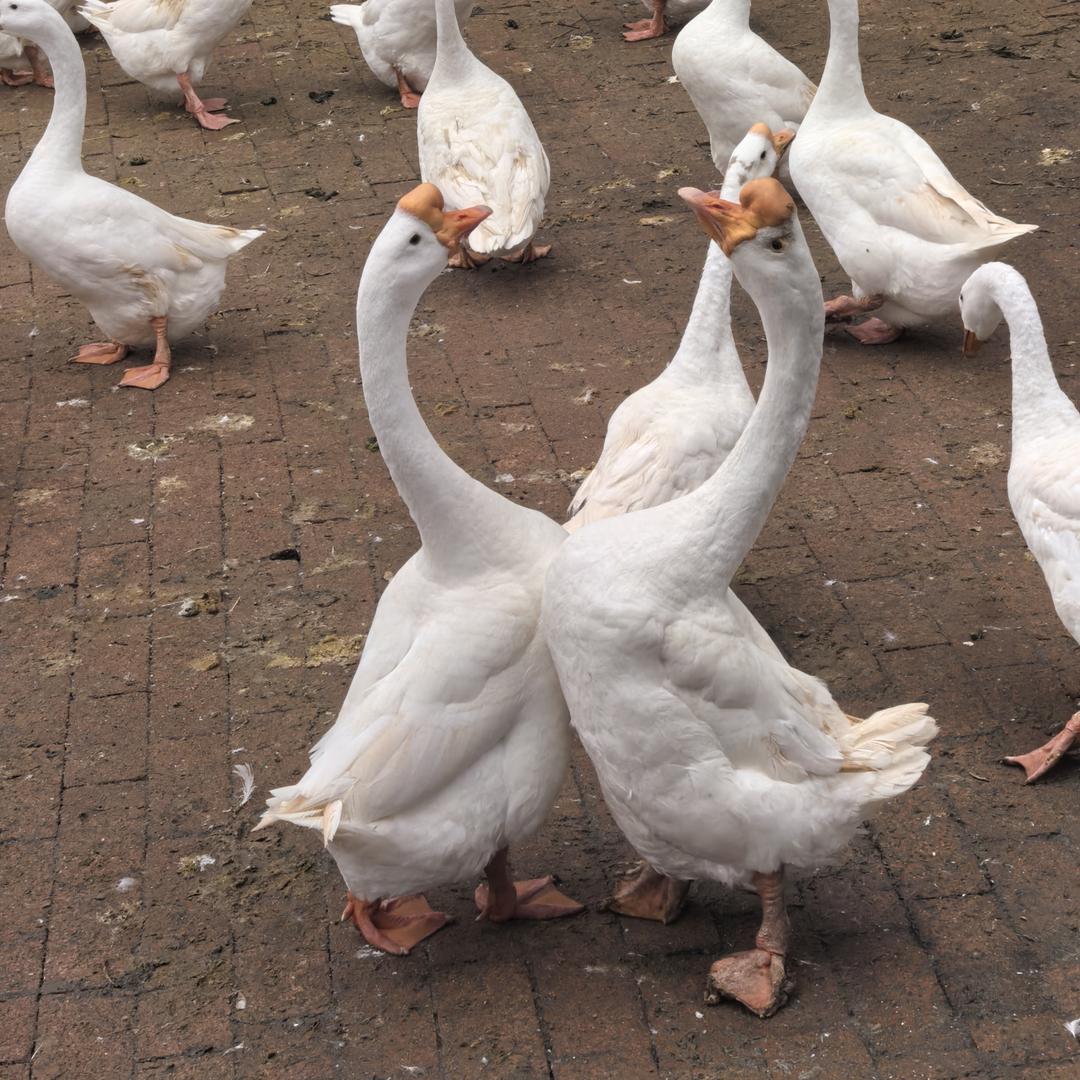 爱在春天的清香