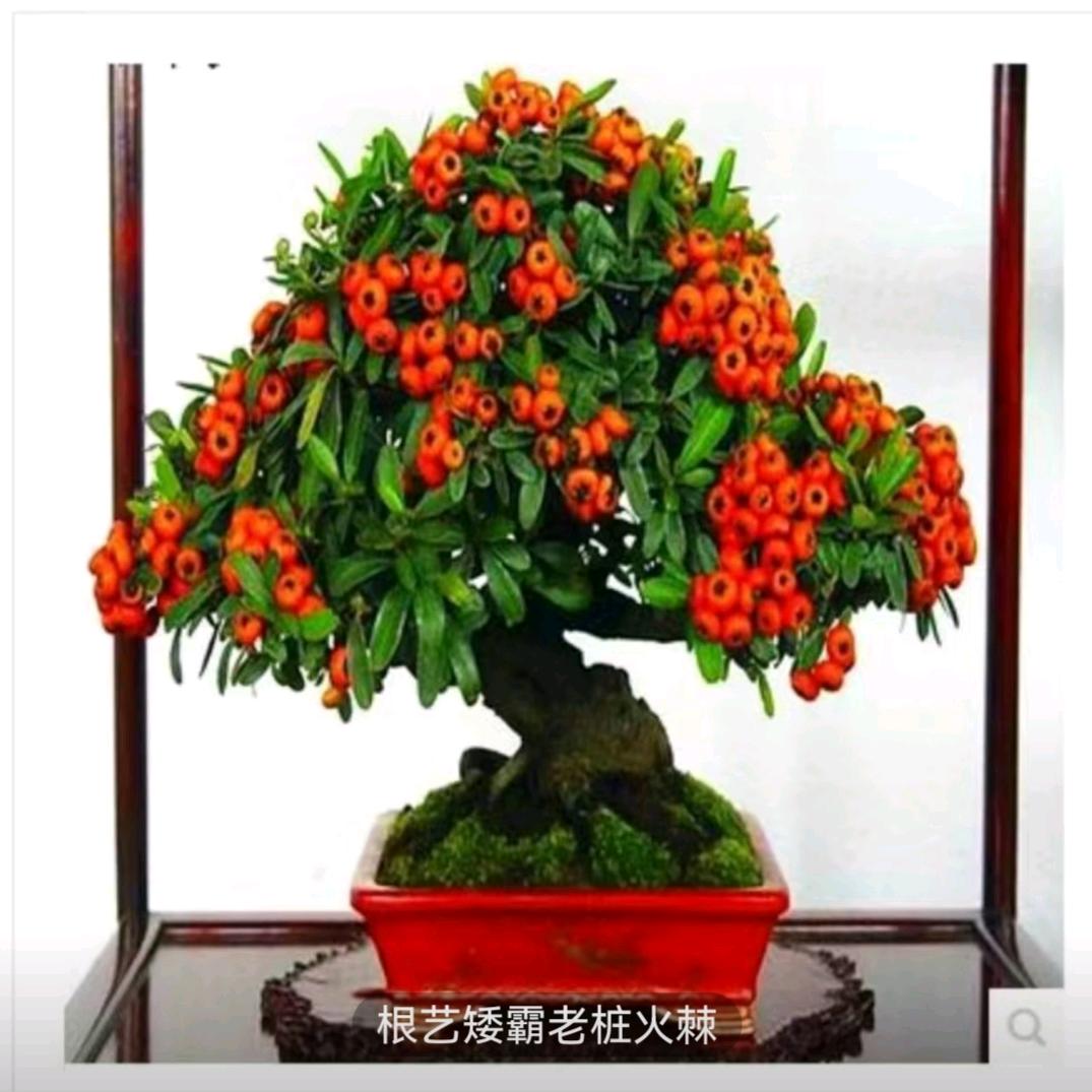得恩花卉绿植