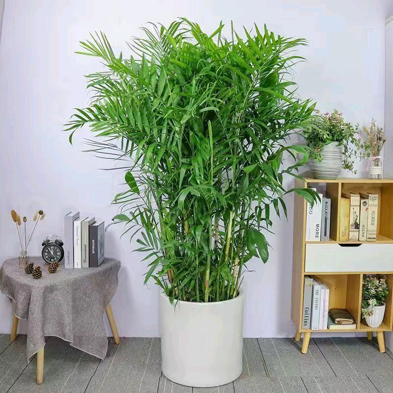 绿茵缘春绿植店
