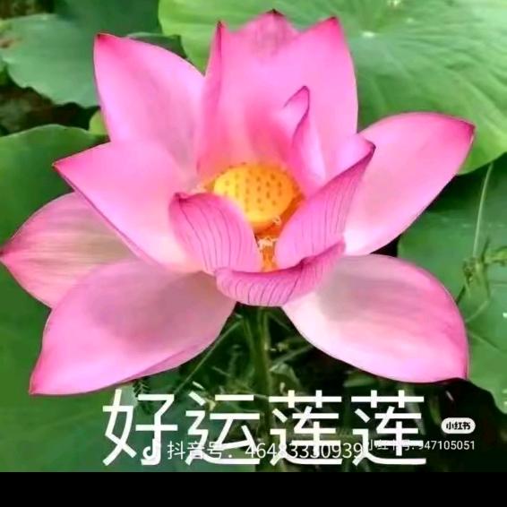 睡红莲
