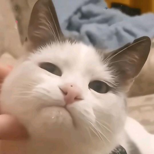 范铁柱的游戏TV