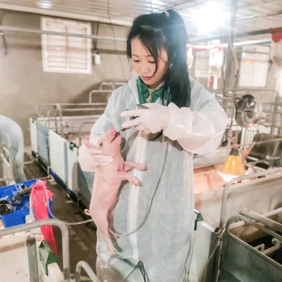 养猪技术管家