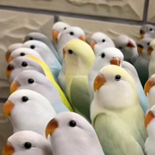 出特色牡丹玄凤大头虎皮（收玩家退坑鹦鹉）