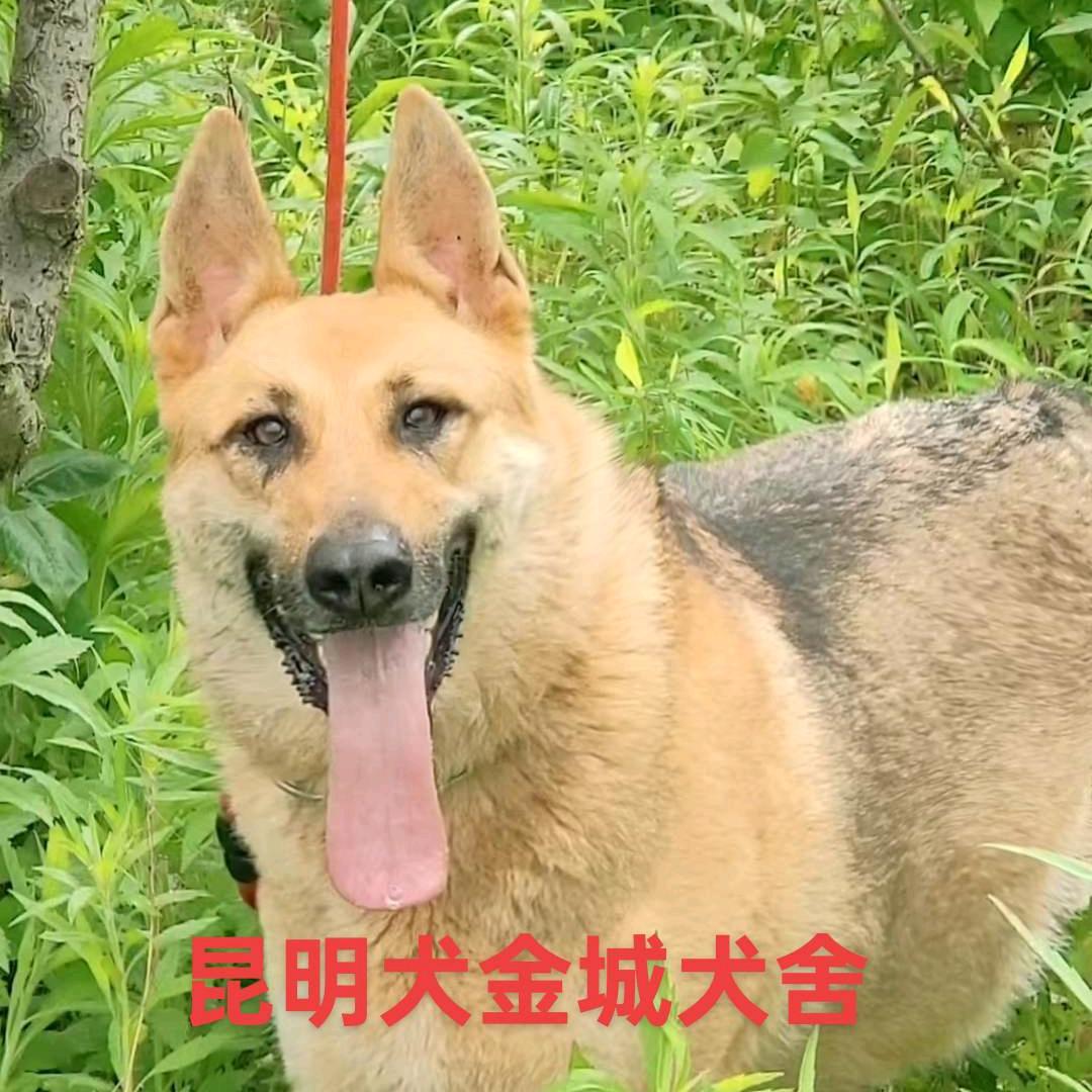 @金城哥和昆明犬