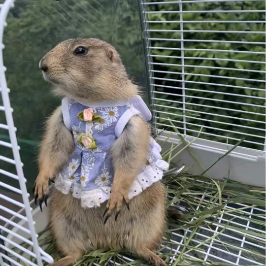 狼外婆童梦王国9