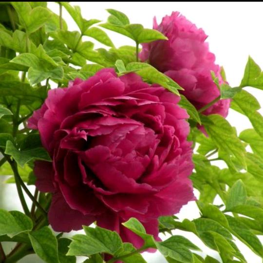 💞࿐莲ღ᭄᭄💞࿐