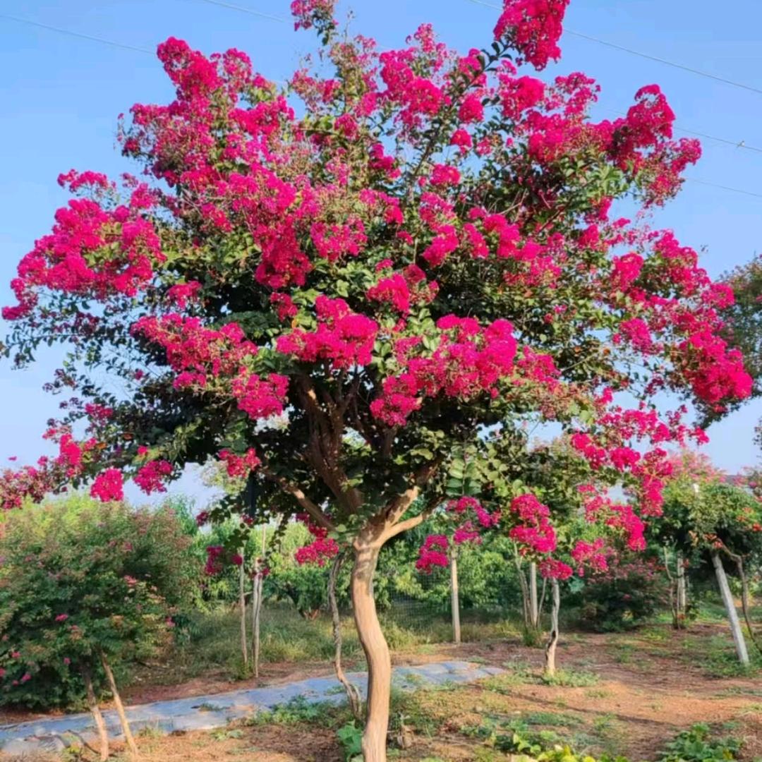 玲盼黔花卉经营部