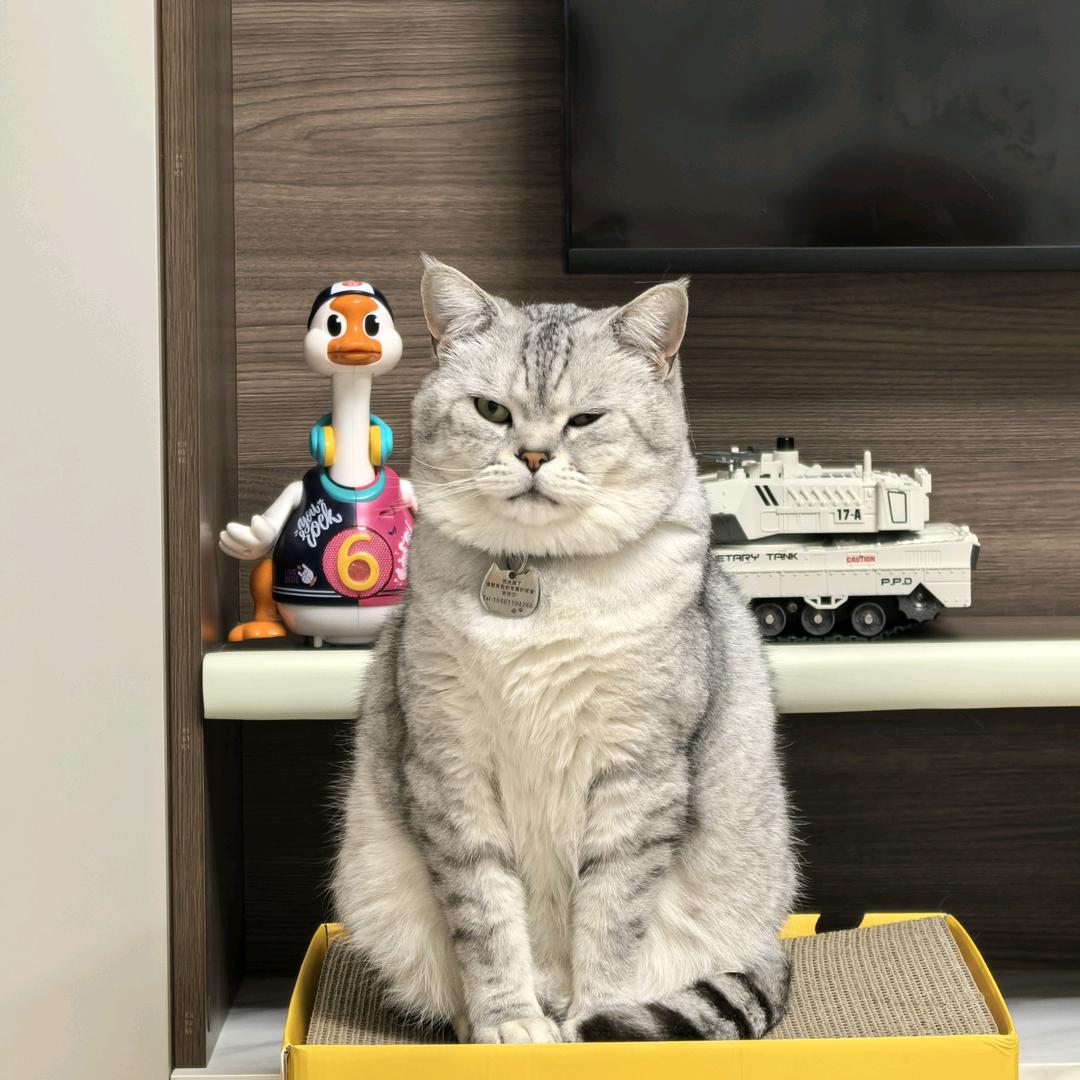 😼是圈圈呀 ～