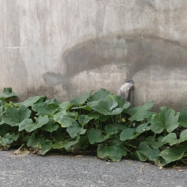 小狐狸的玫瑰花