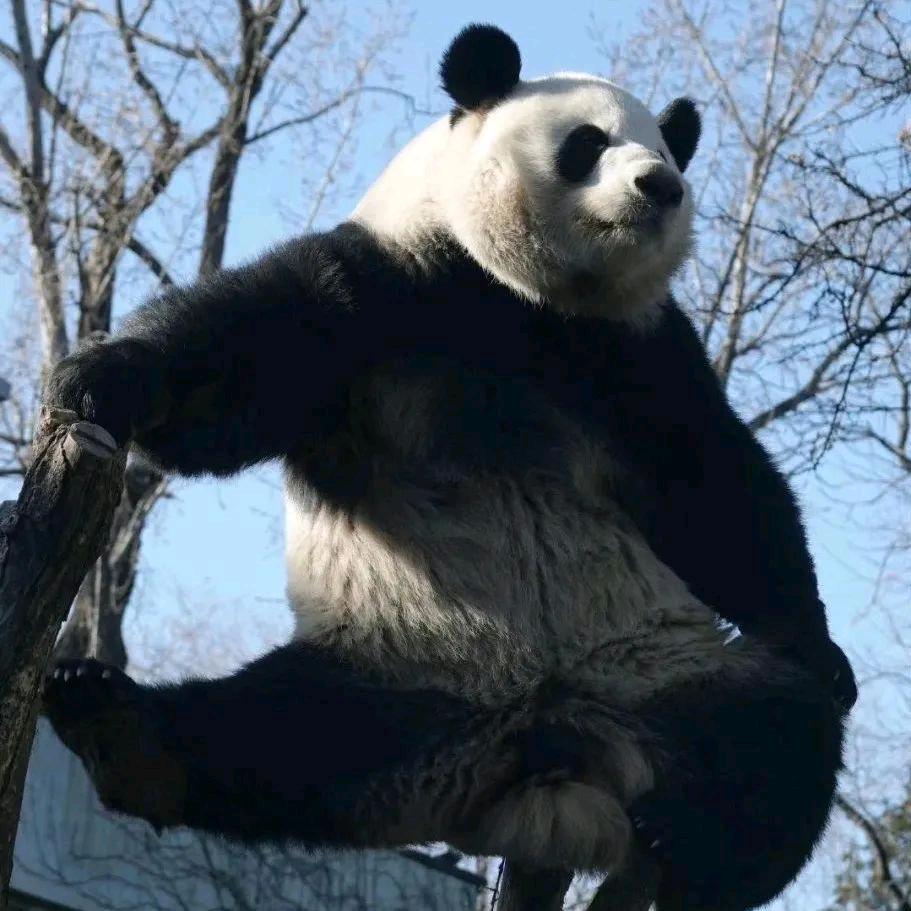 panda玉