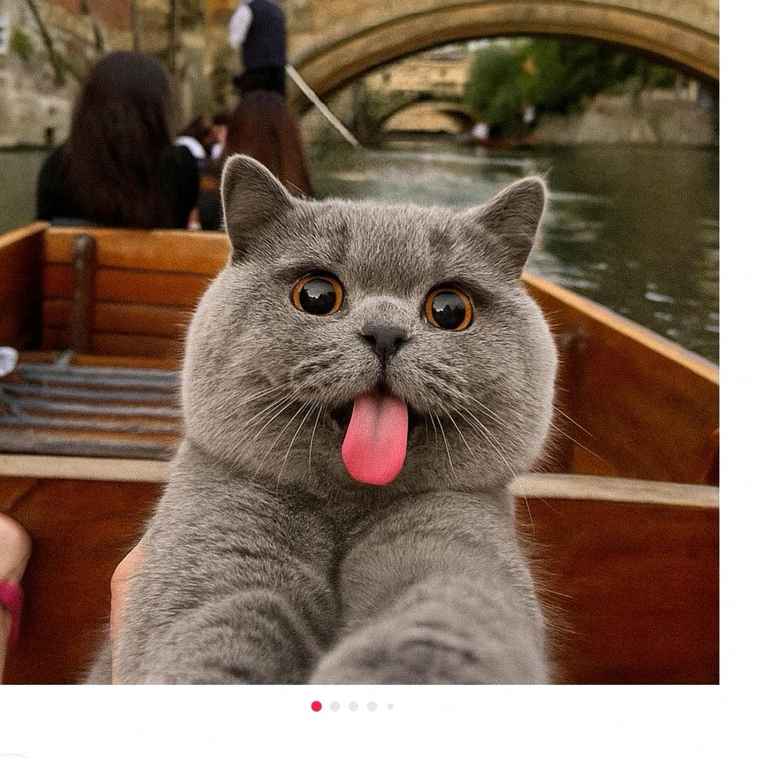 皮卡丘是只猫