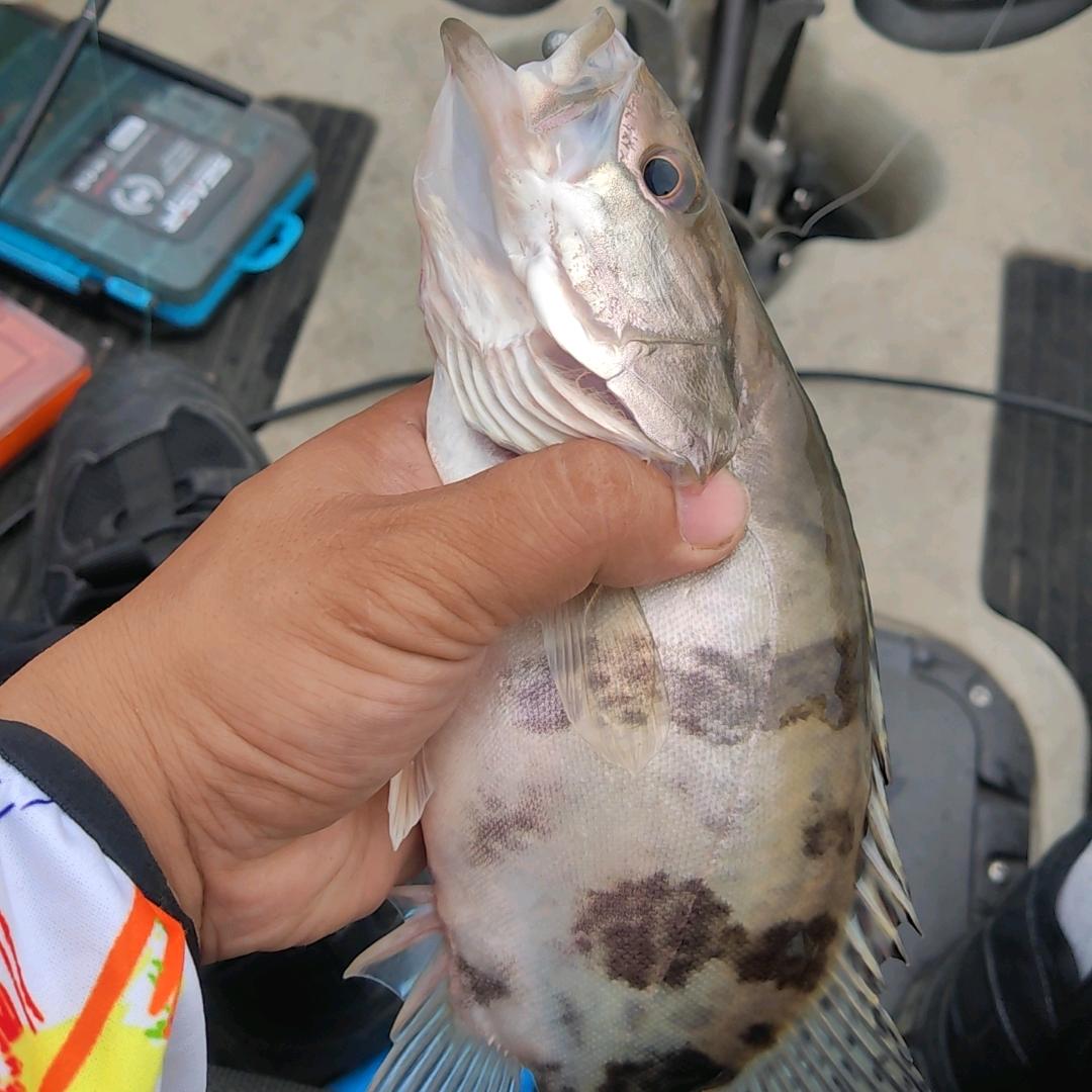 毛哥（户外钓鱼）🎣