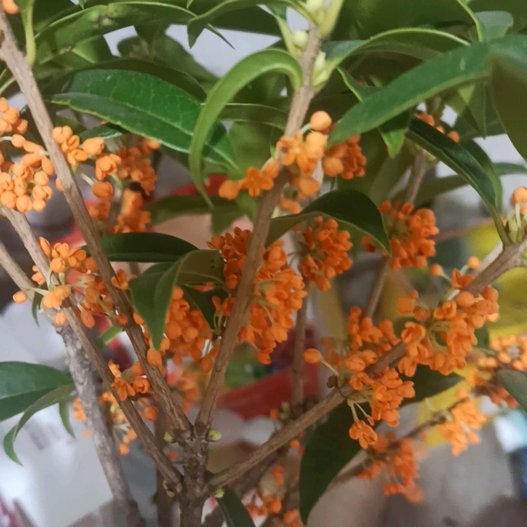 一生平安