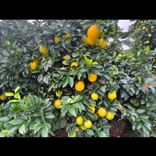 赣南脐橙《玥宝》