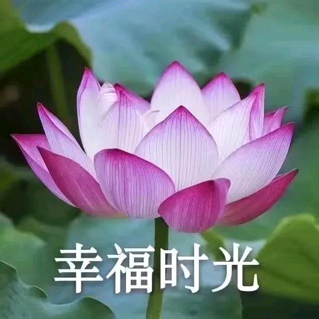 好运莲莲莲