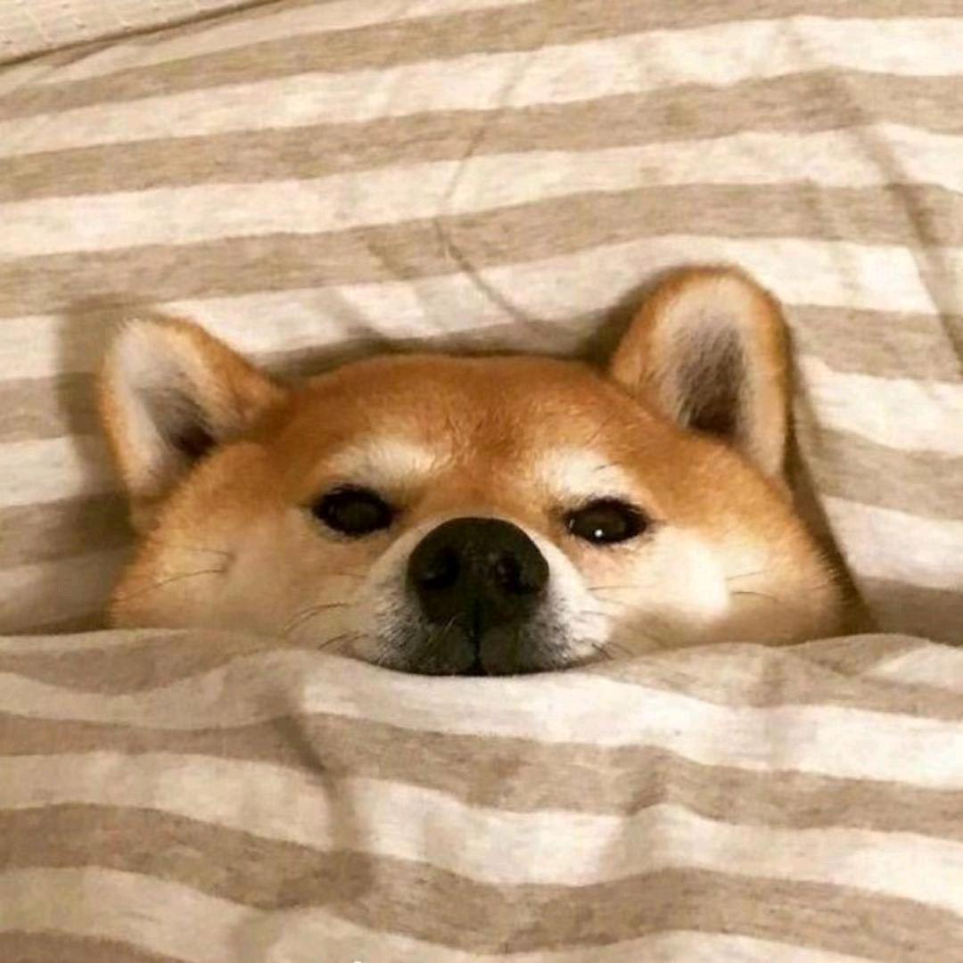喝雪碧的柴犬