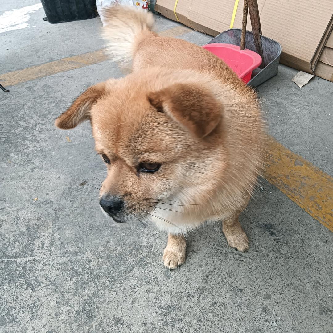 天灰兔