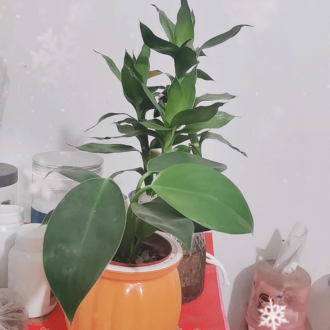 感恩有你