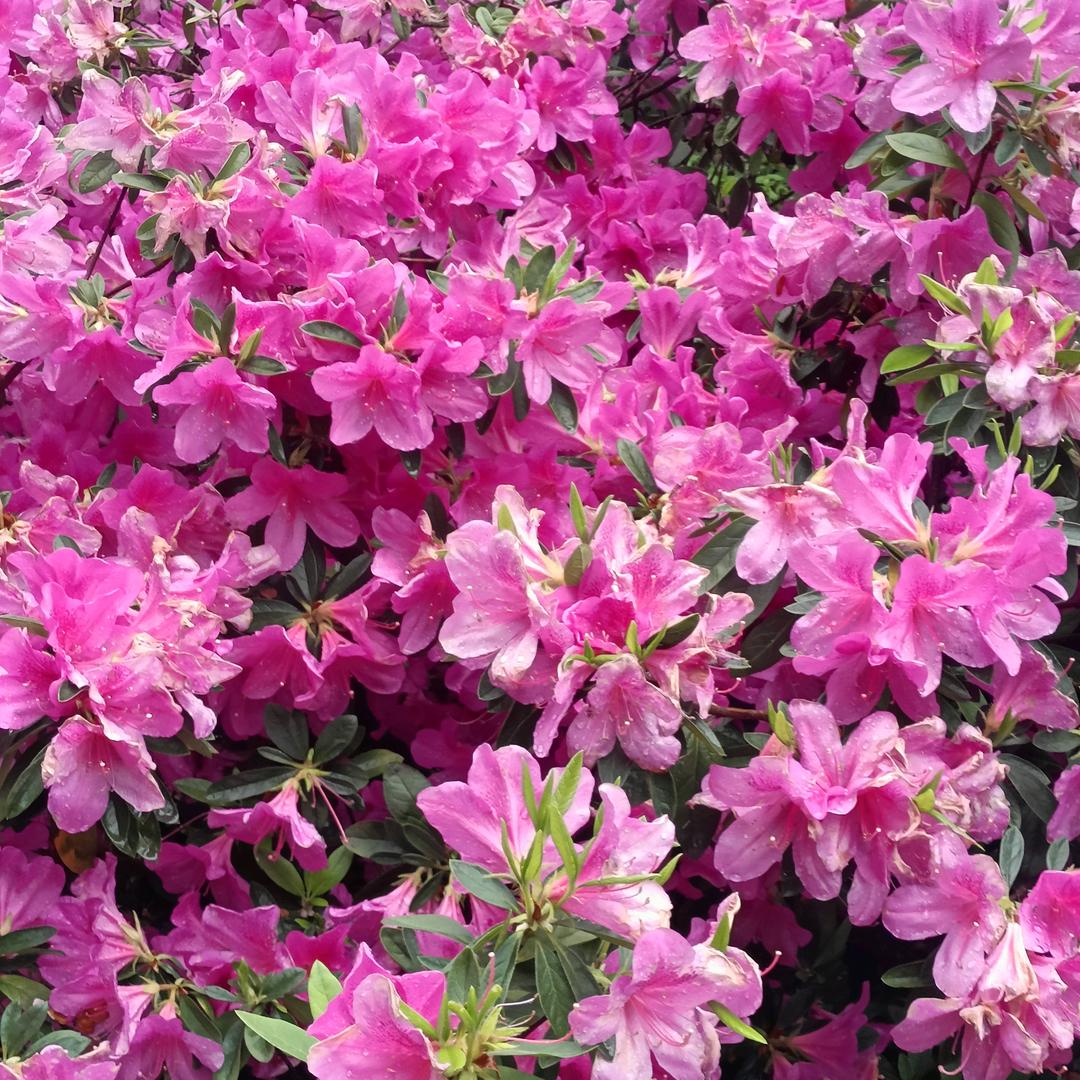。一朵水莲花。