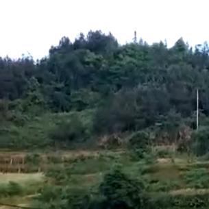 鱼