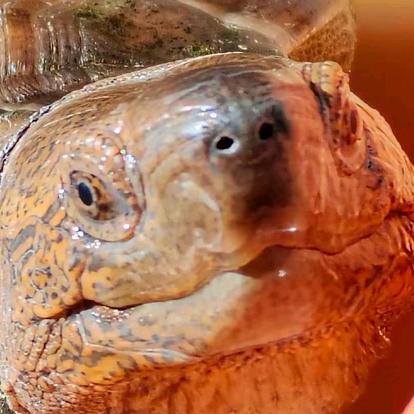 永安市燕南曾家华宠物用品店（个体工商户）