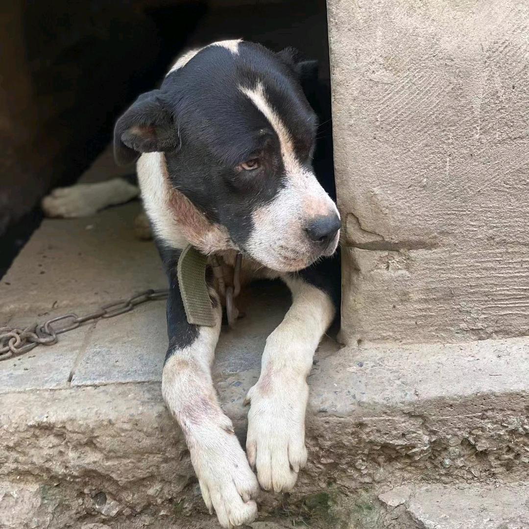 ✨🐕🐕(无恙)宠尤鲜公益护农