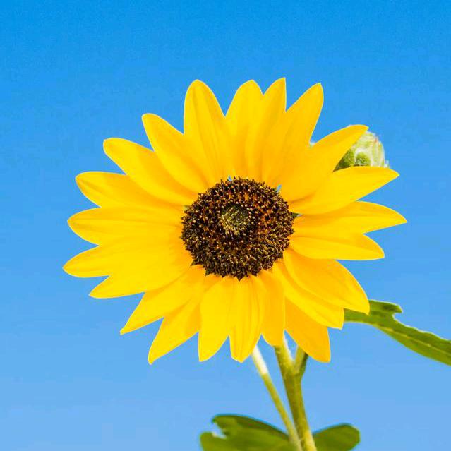 星城（ 橱窗臻选好物）