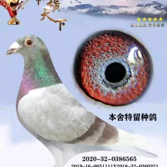郑兴红狐鸽业⑦