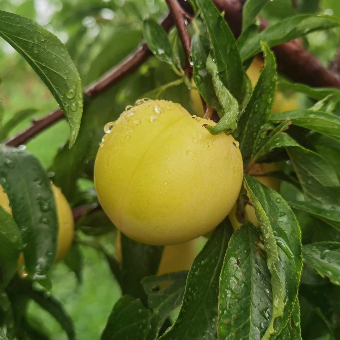 静水澜栅生态农业