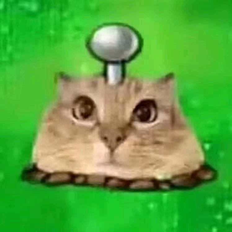 崎崎猫