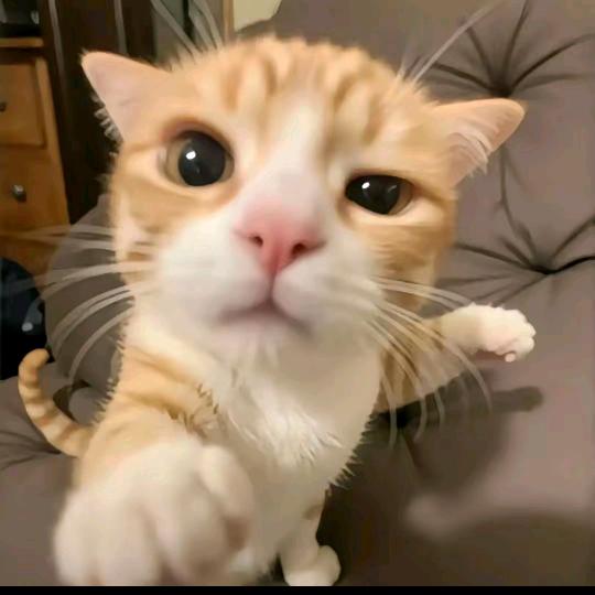 权威小猫