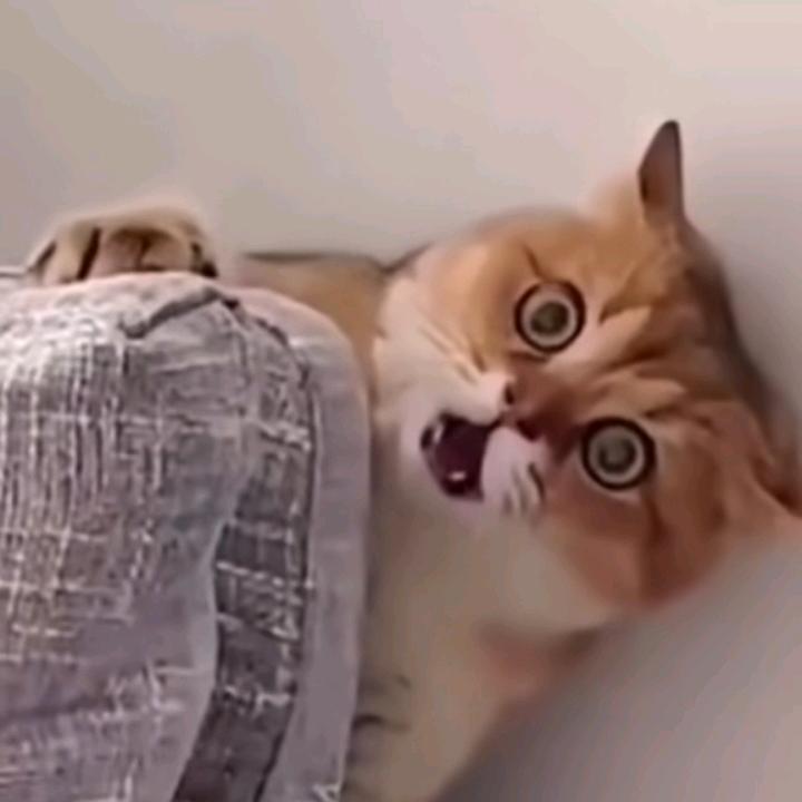 不是很想说话头像