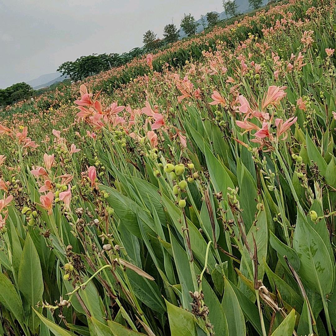 ꫛ全糖ꦿএۣۖิ去冰ღ᭄ꫛ: ღ᭄ꫛ