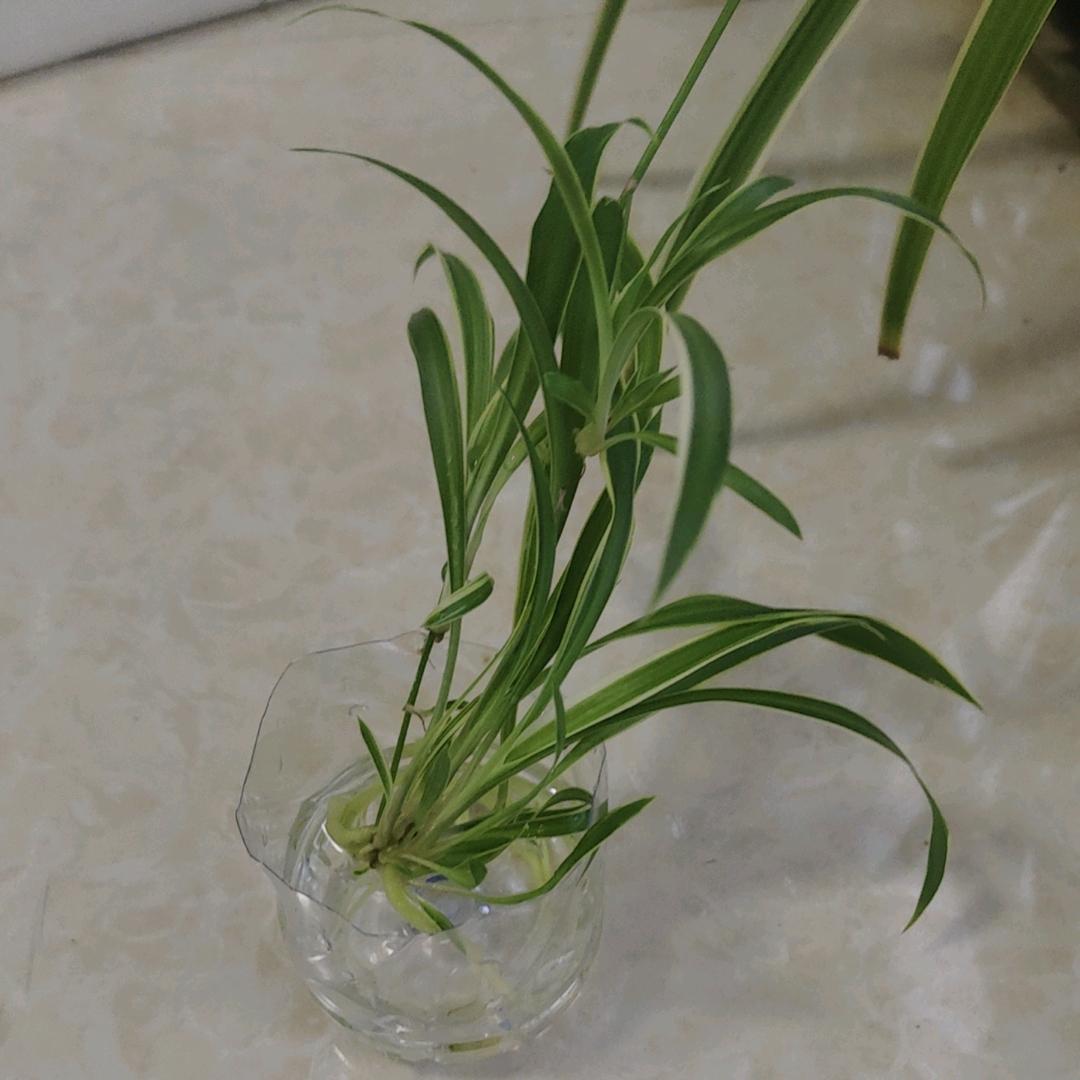 霸霸。