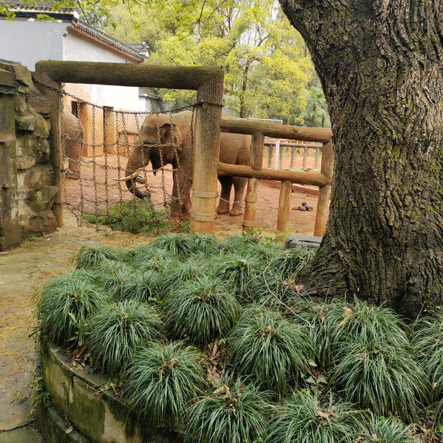 长相思