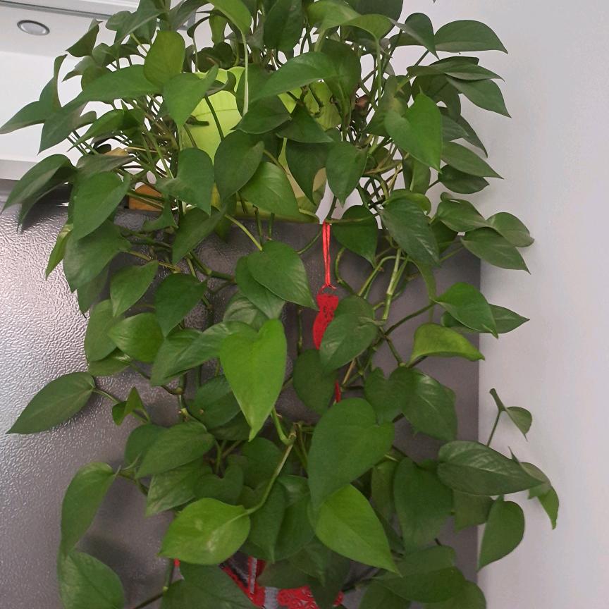 开心快樂(拒绝私聊)