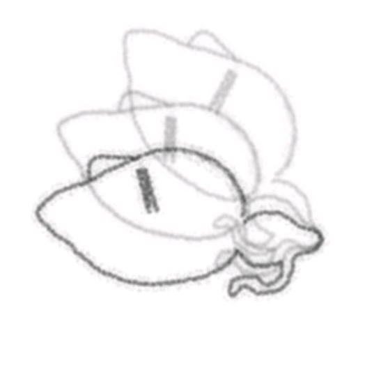 呱唧不是嘎叽小吧唧