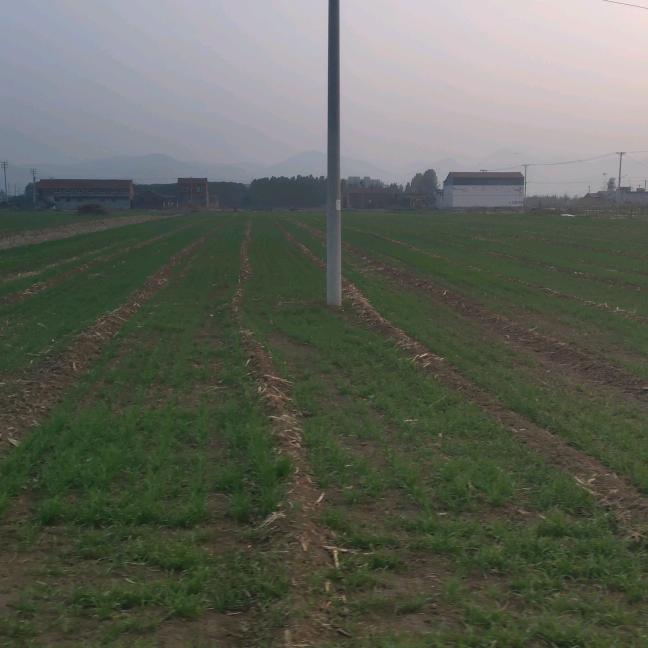 奶凶奶凶的猛犬