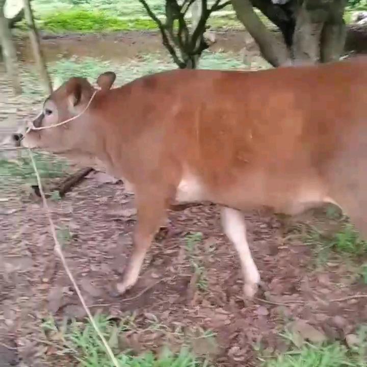 卖牛🐂
