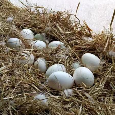 铁岭卖笨鹅蛋笨鸡蛋的胖甜