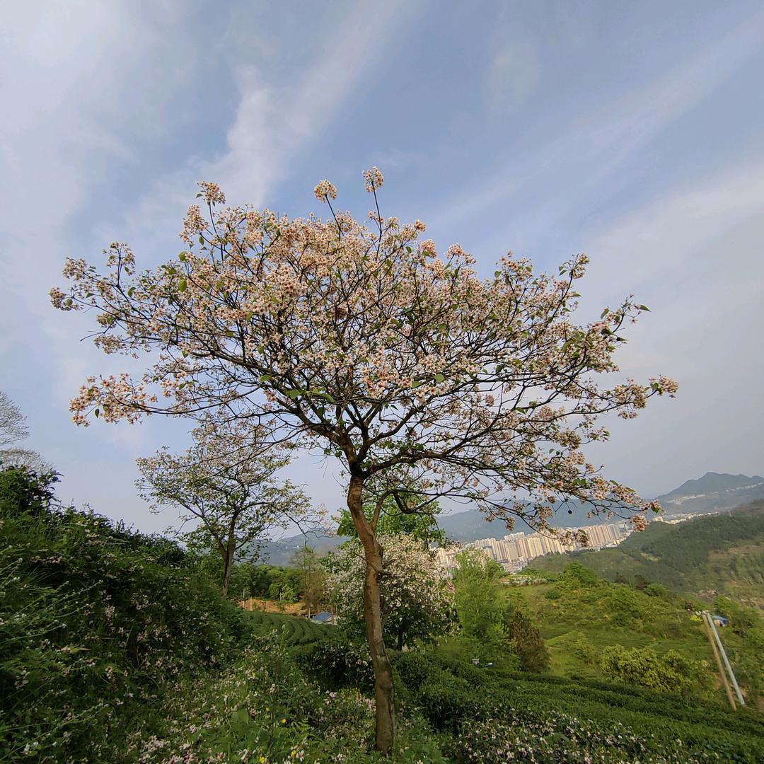 德江玉蝶 金牛家装建材