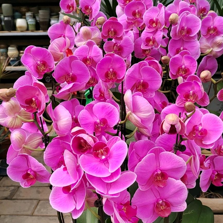 紫藤花卉