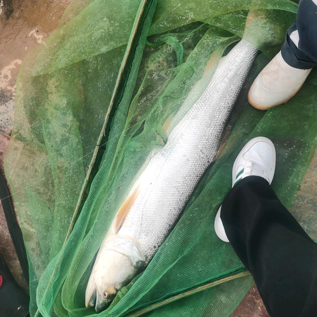 蜂乌昂王