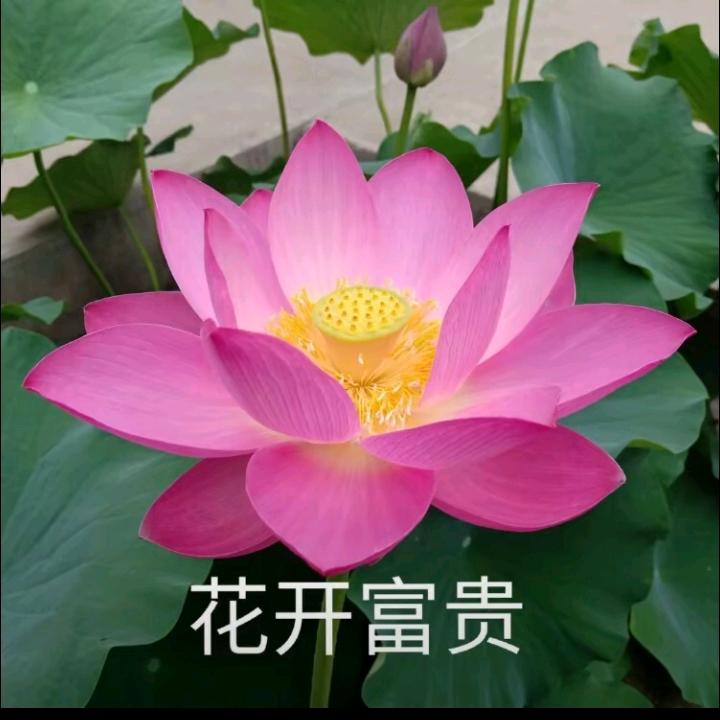 心平气和1